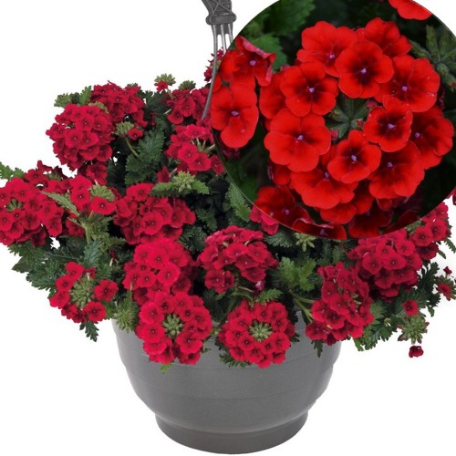 Verbena 'Empress® Sun Red' - Aed-raudürt 'Empress® Sun Red'